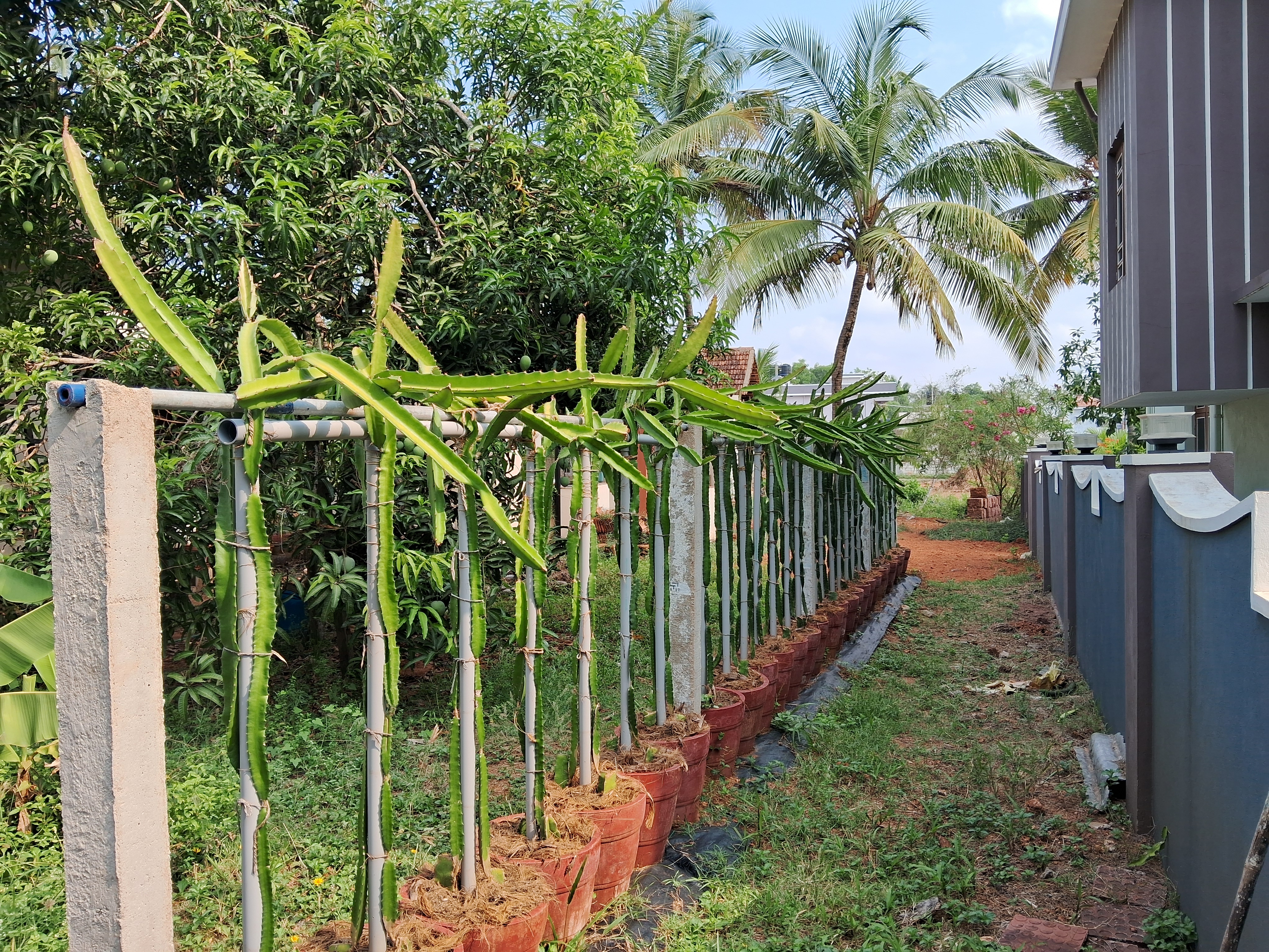 Dragon Fruit Plants